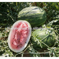 MW121 Duantuo hybrid high quality watermelon seeds for planting